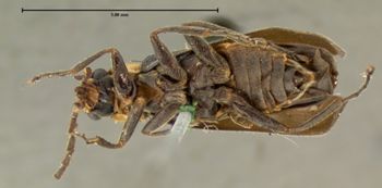Media type: image; Entomology 33905   Aspect: habitus ventral view